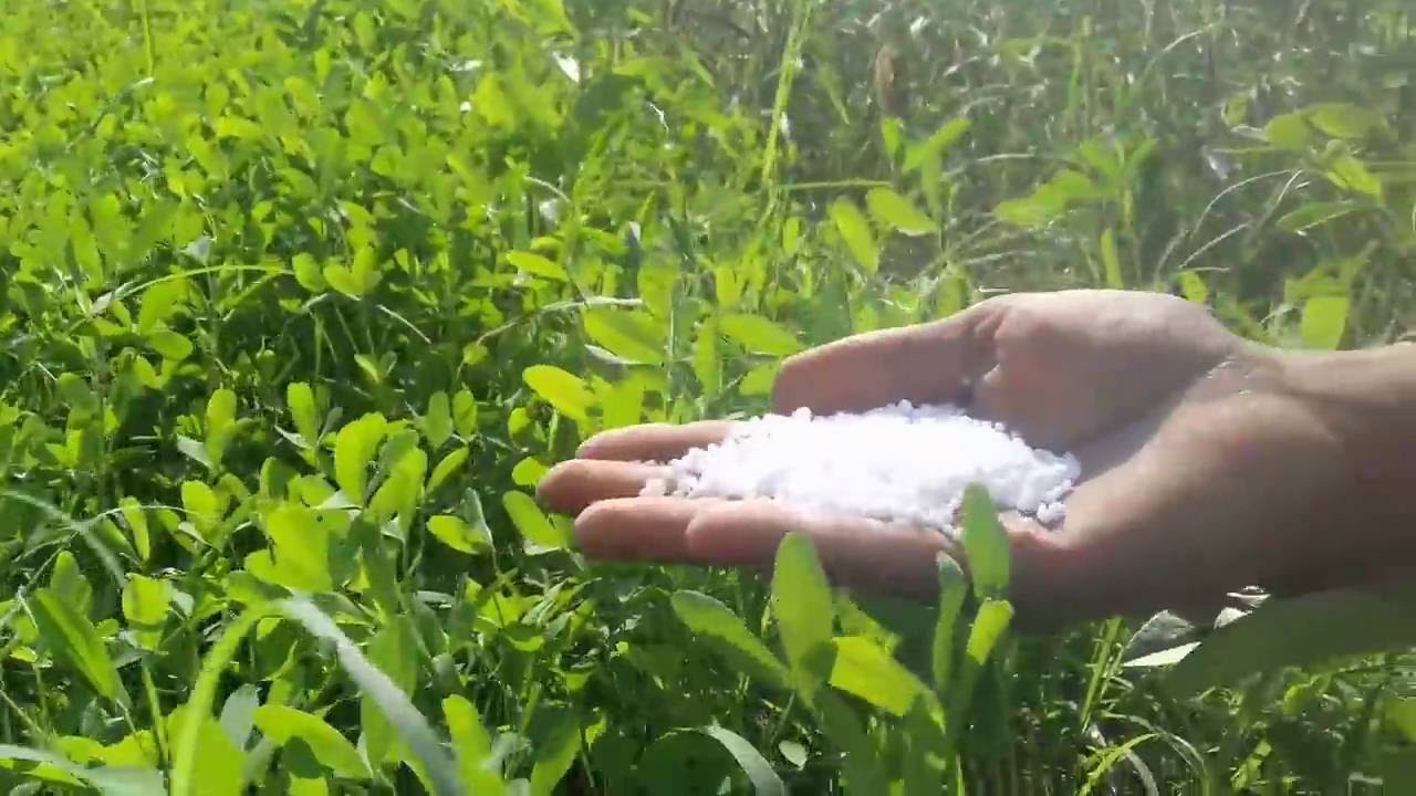 مشروع زراعة برسيم