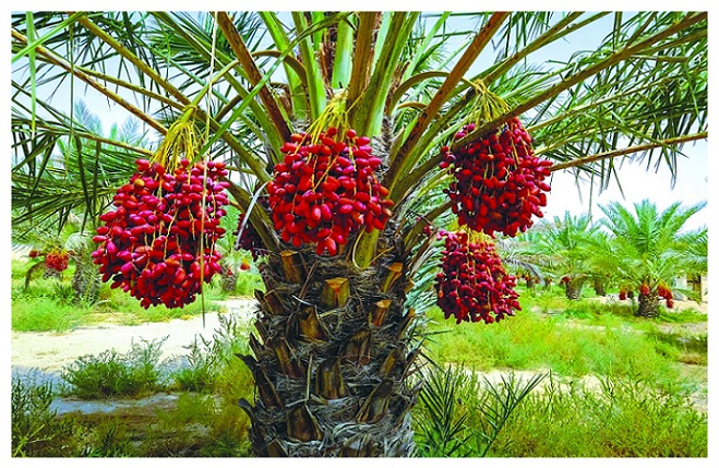 دراسة جدوى مشروع مزرعة نخيل