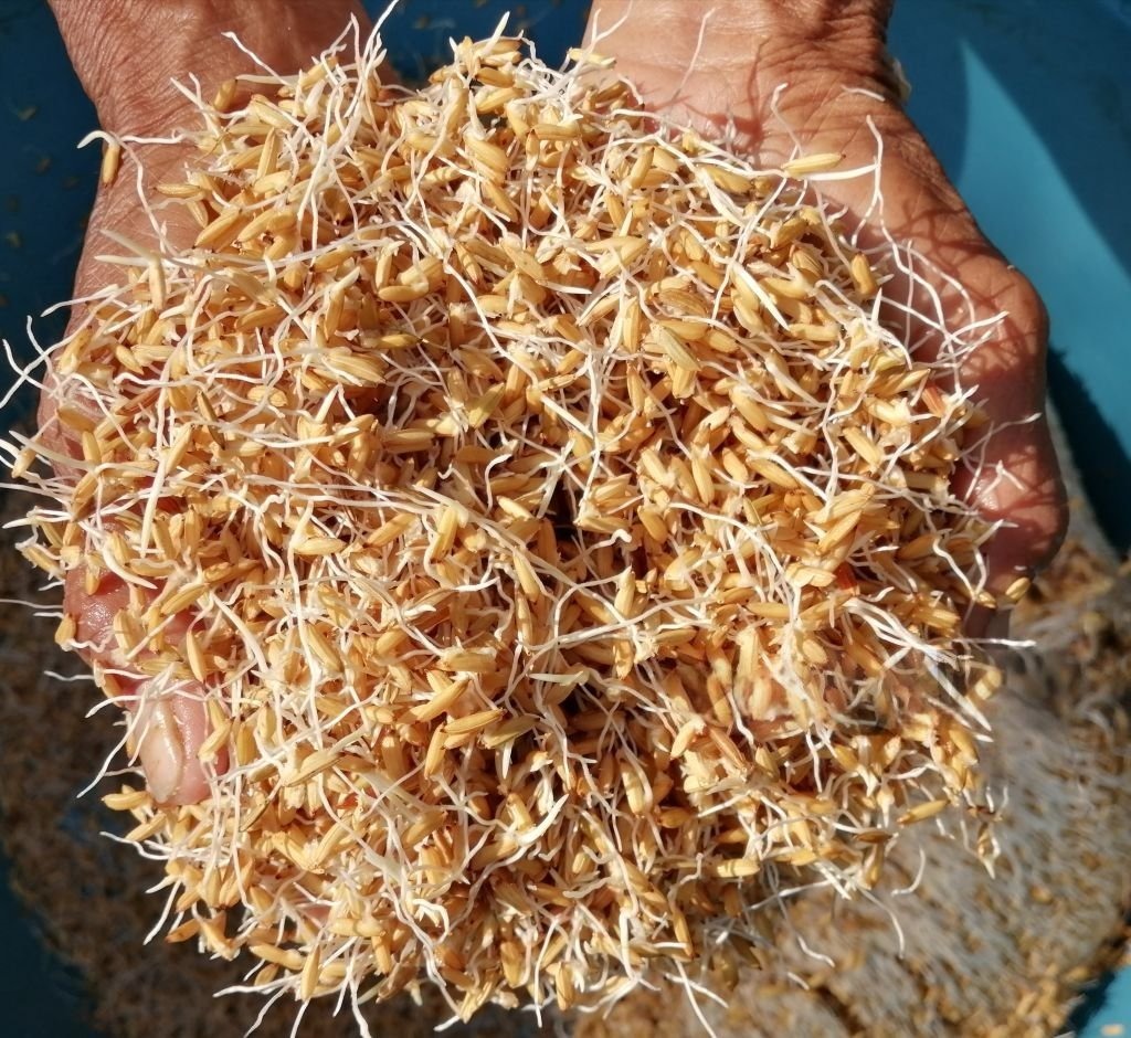 السيد / حسن علي فرحان الفيفي